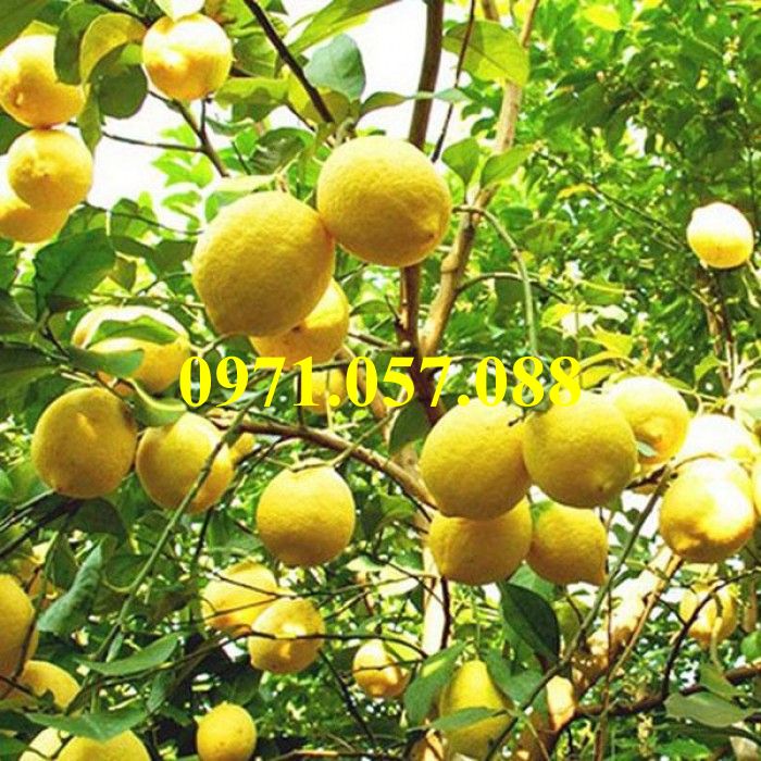 Cây giống chanh vàng eureka